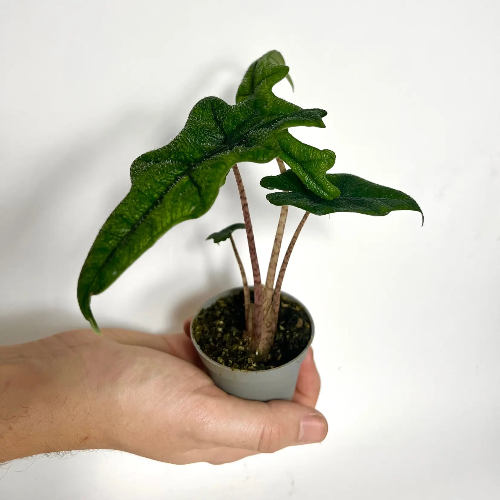 Alocasia Jacklyn - Baby Havre Vert
