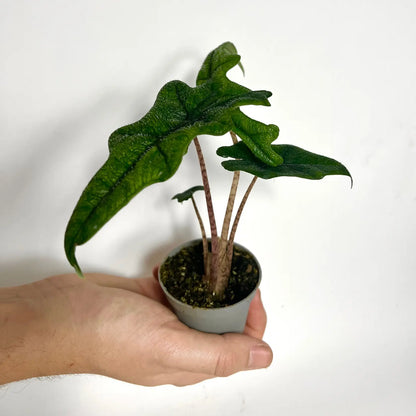 Alocasia Jacklyn - Baby Havre Vert