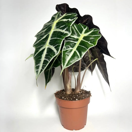 Alocasia Amazonica Havre Vert