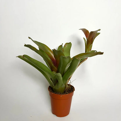 Neoregelia Fire Ball Havre Vert