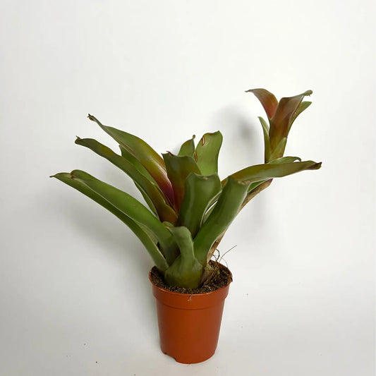 Neoregelia Fire Ball Havre Vert