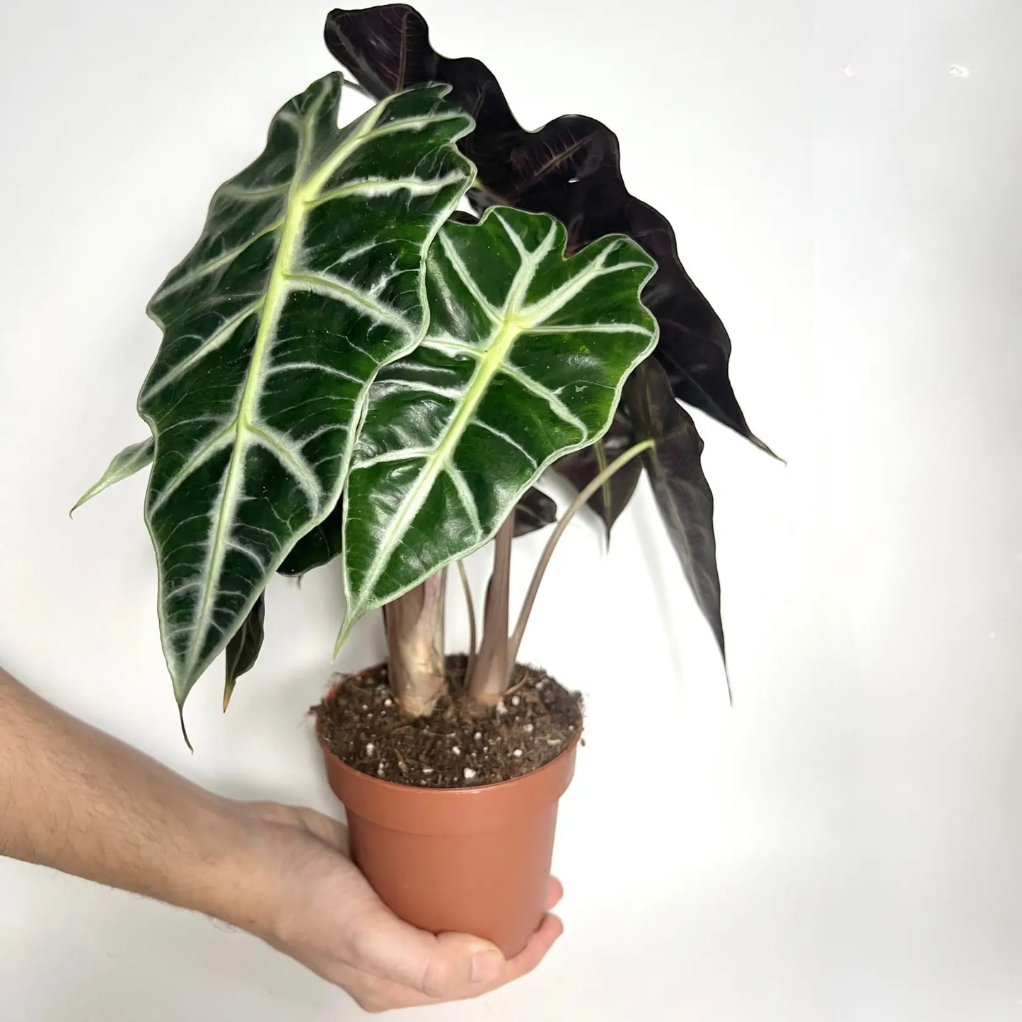 Alocasia Amazonica Havre Vert