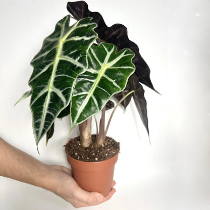 Alocasia Amazonica Havre Vert