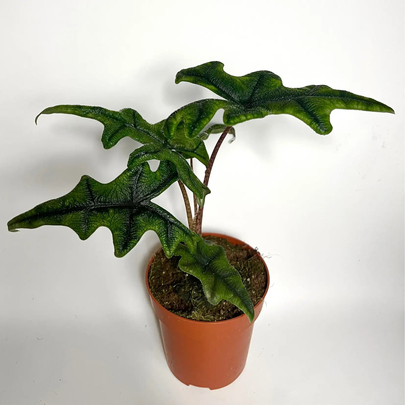 Alocasia Jacklyn Havre Vert