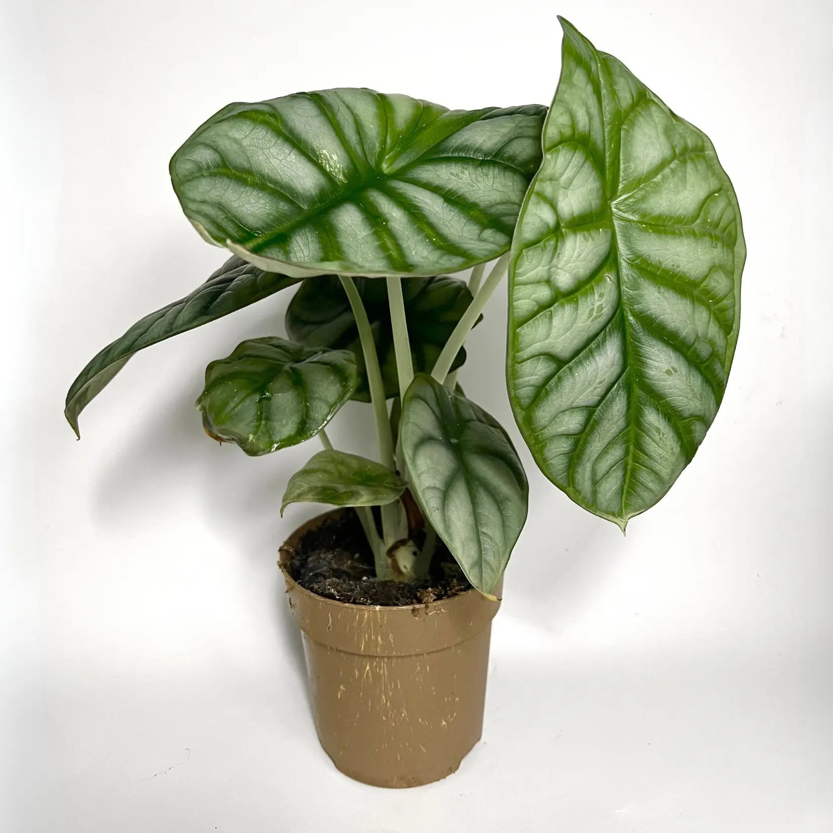 Alocasia Silver Dragon Havre Vert