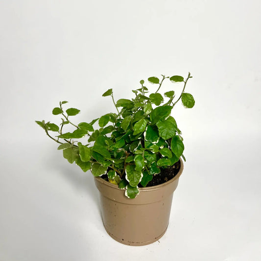 Ficus Pumila "White Sunny" Havre Vert