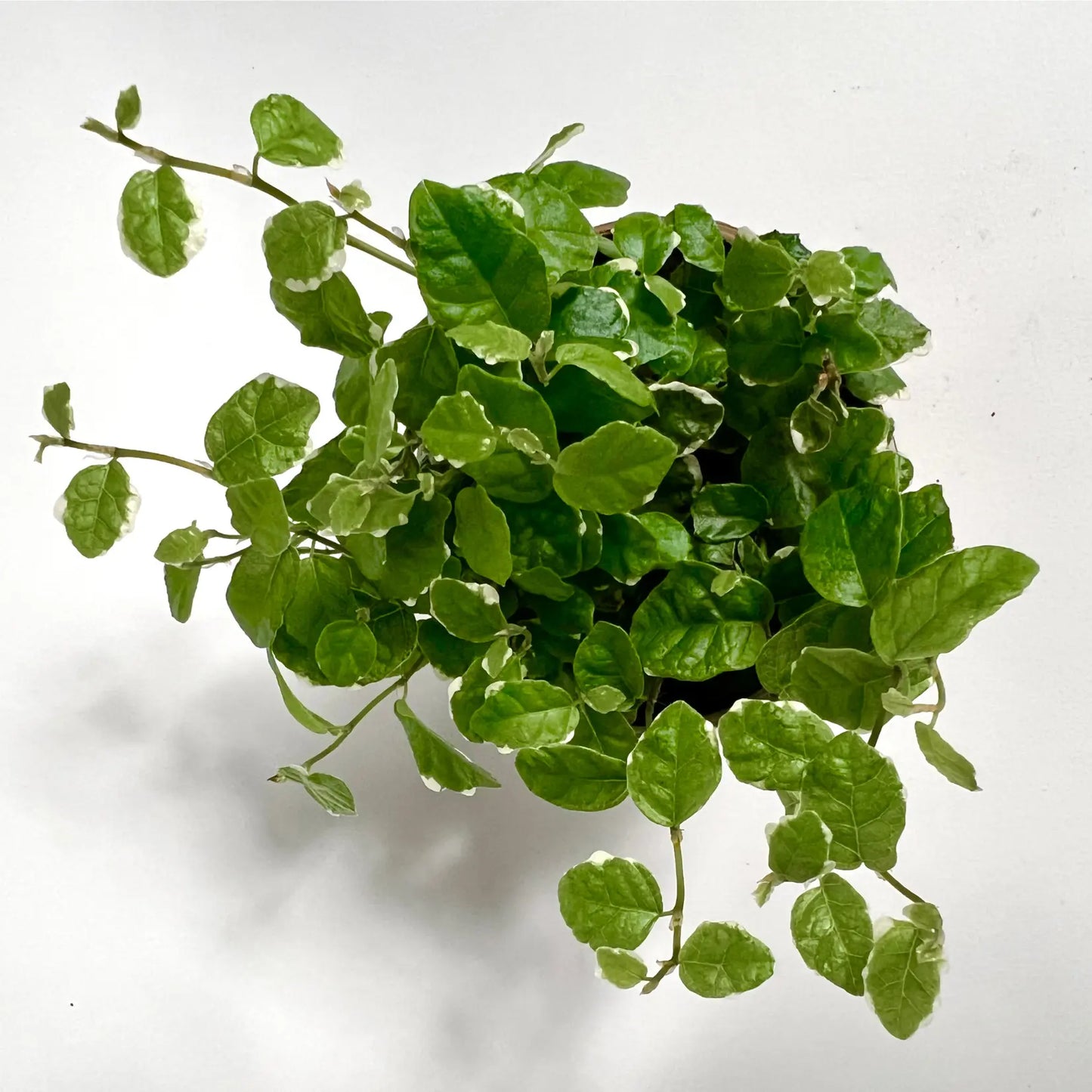Ficus Pumila "White Sunny" Havre Vert