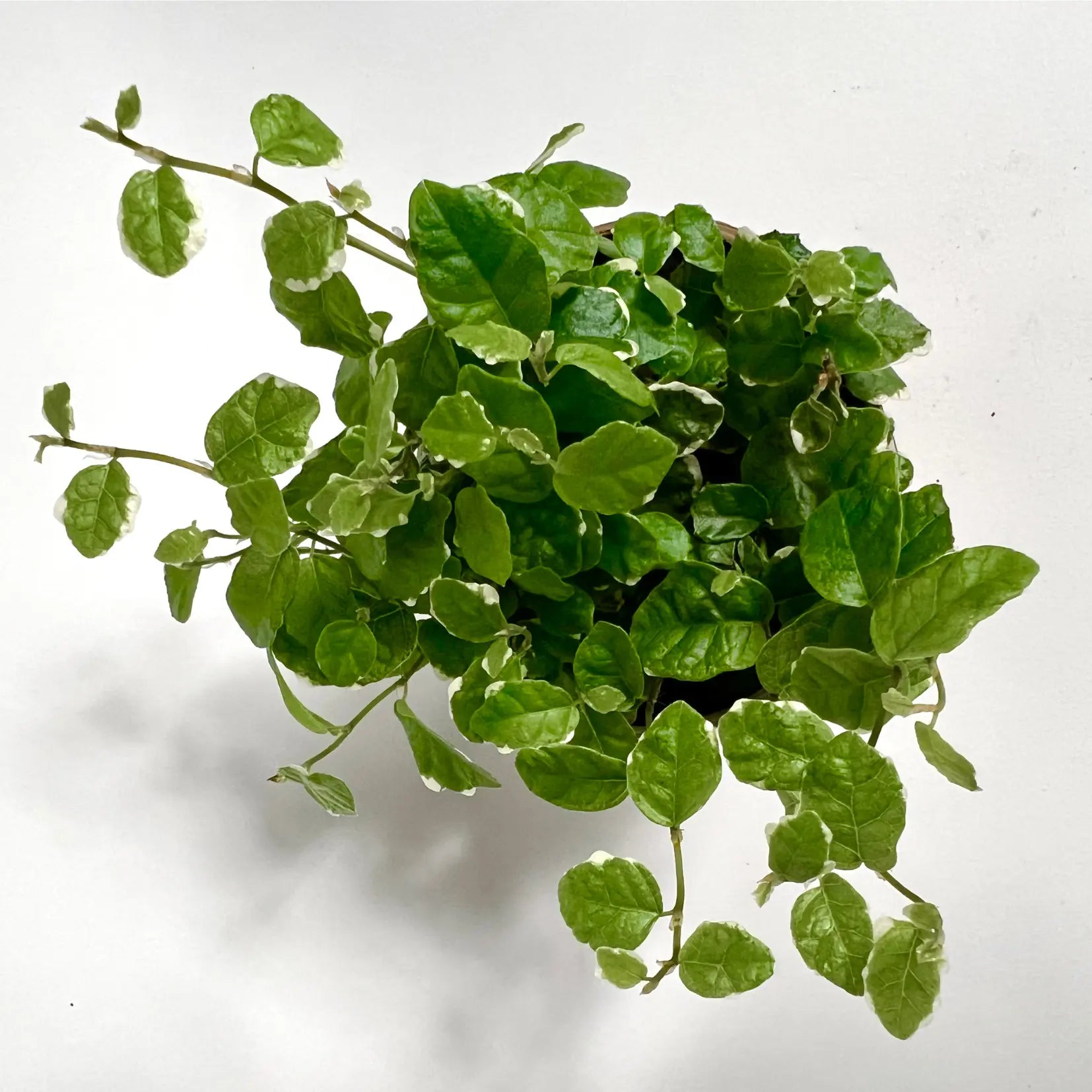 Ficus Pumila "White Sunny" Havre Vert
