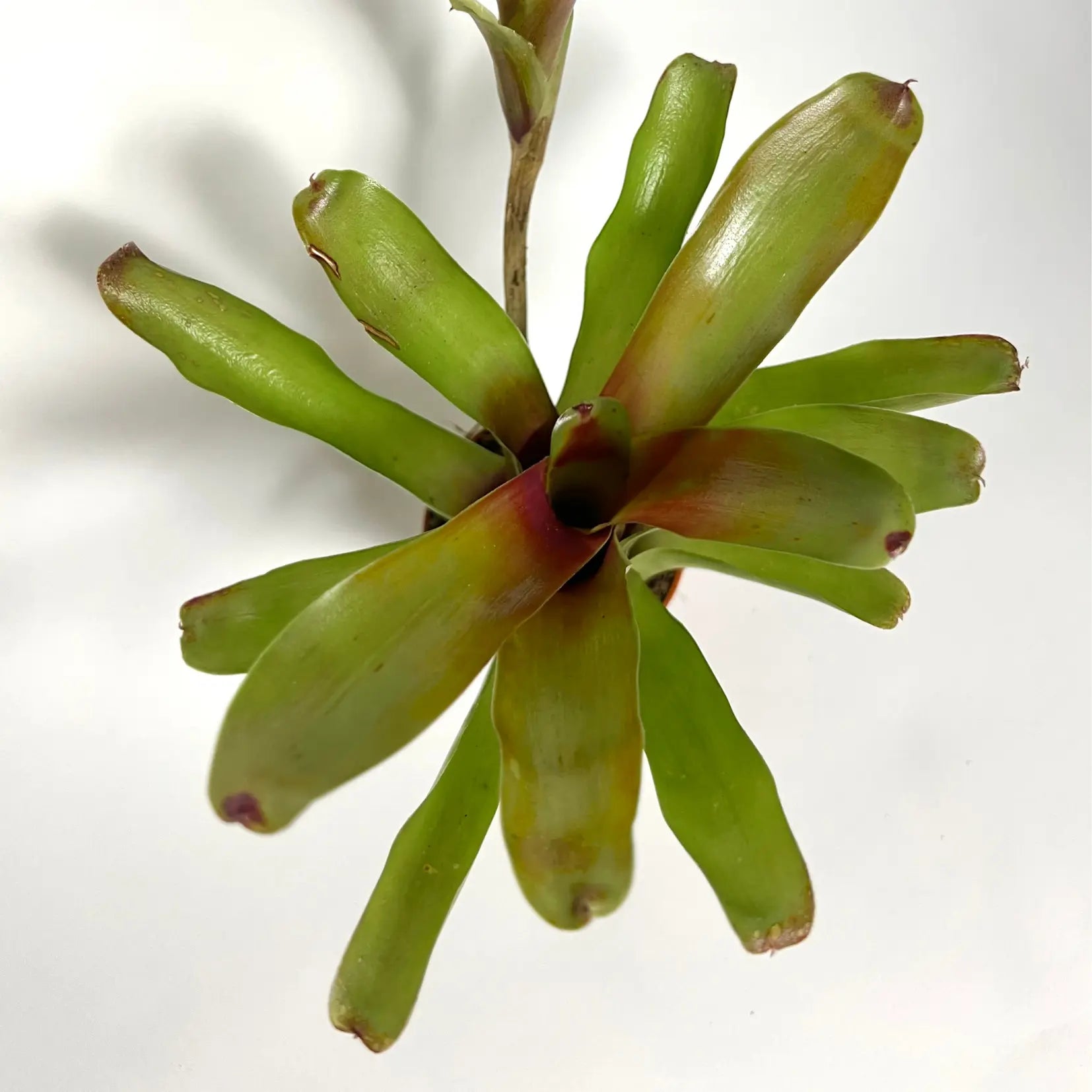 Neoregelia Fire Ball Havre Vert