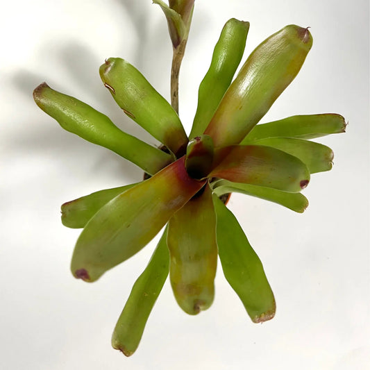 Neoregelia Fire Ball Havre Vert