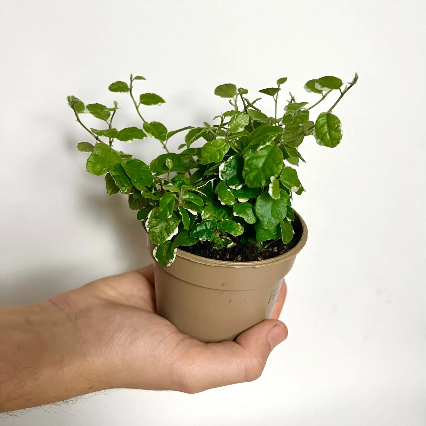Ficus Pumila "White Sunny" Havre Vert