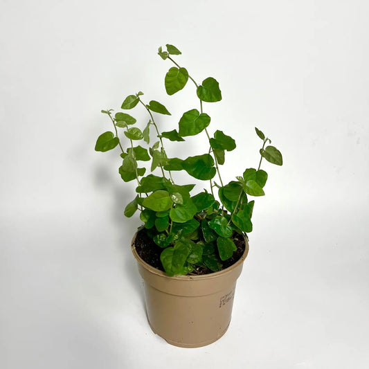 Ficus Pumila "Green Sunny" Havre Vert