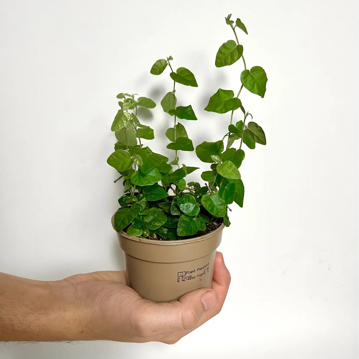 Ficus Pumila "Green Sunny" Havre Vert