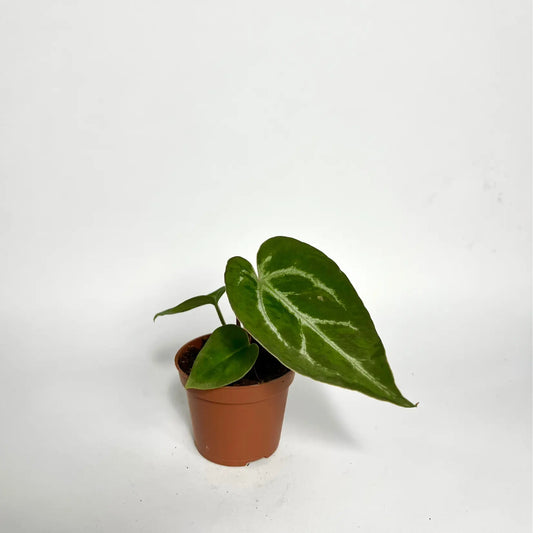 Anthurium Crystallinum - Baby Havre Vert