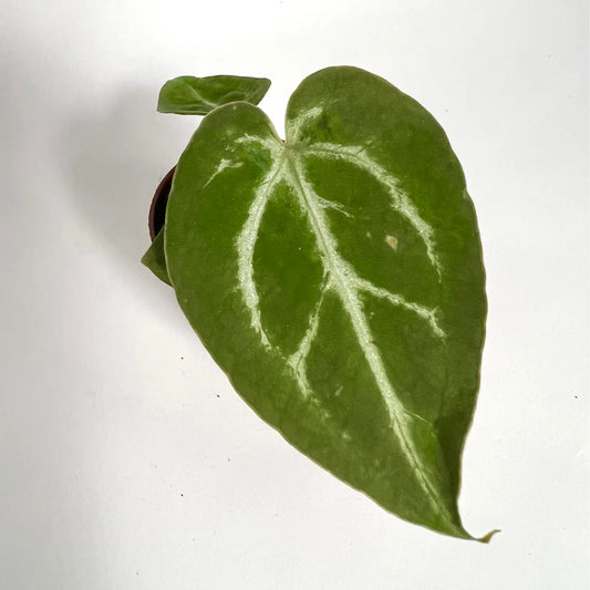 Anthurium Crystallinum - Baby Havre Vert