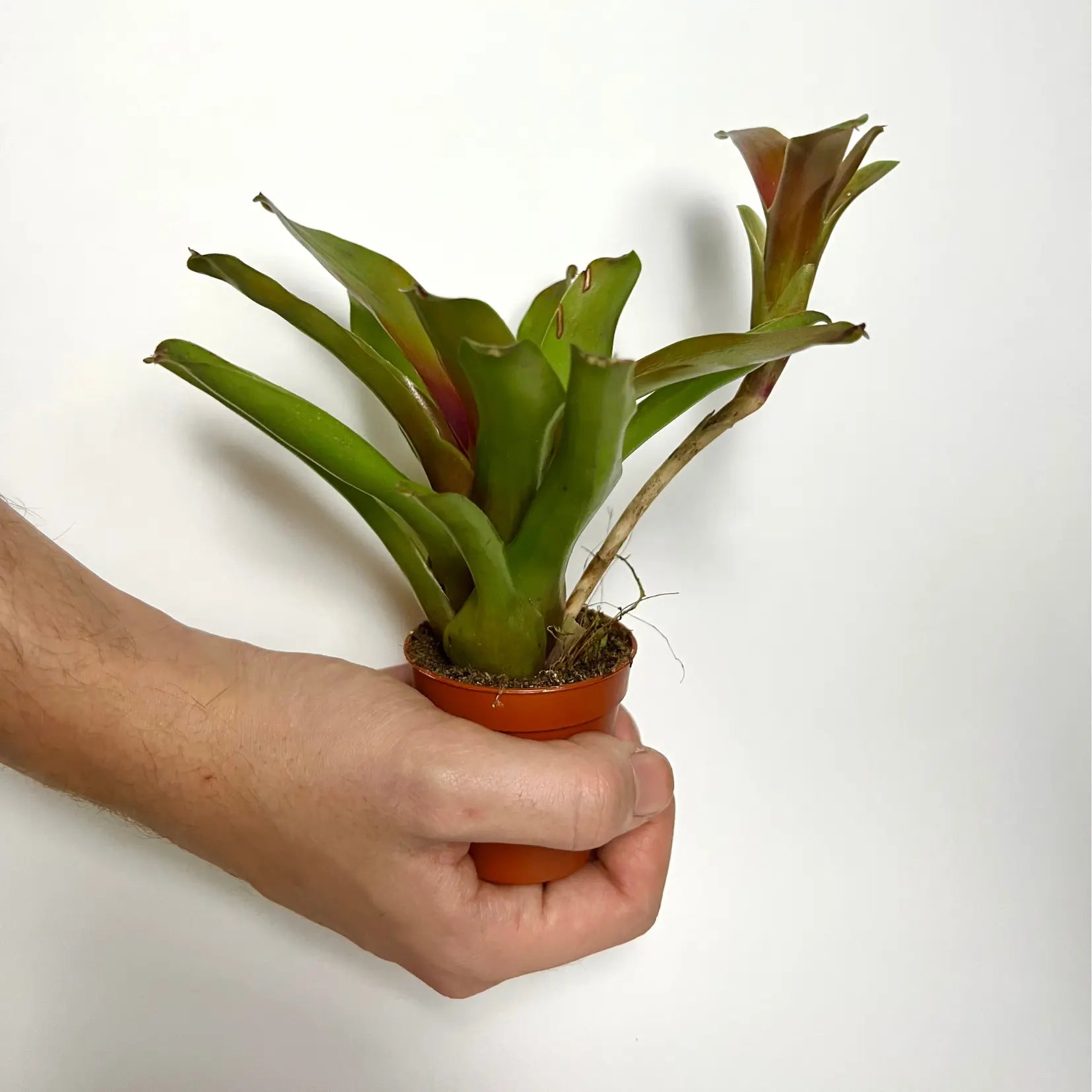 Neoregelia Fire Ball Havre Vert