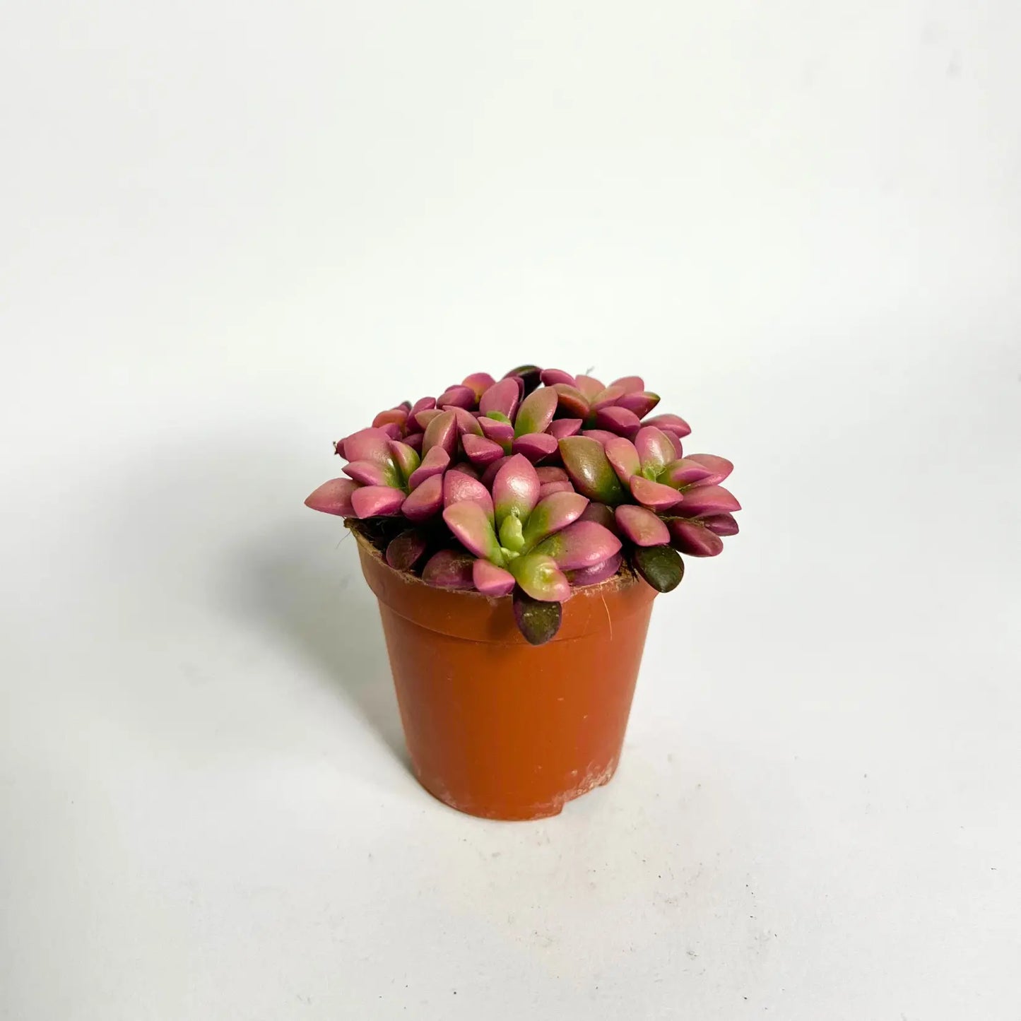 Anacampseros Ruf Sunrise - Baby Havre Vert