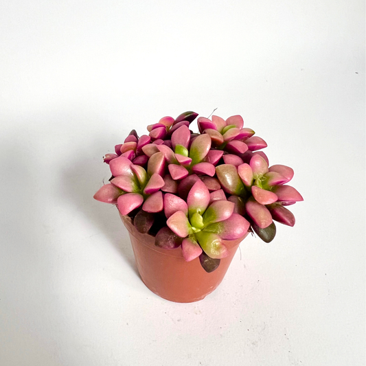 Anacampseros Ruf Sunrise - Baby