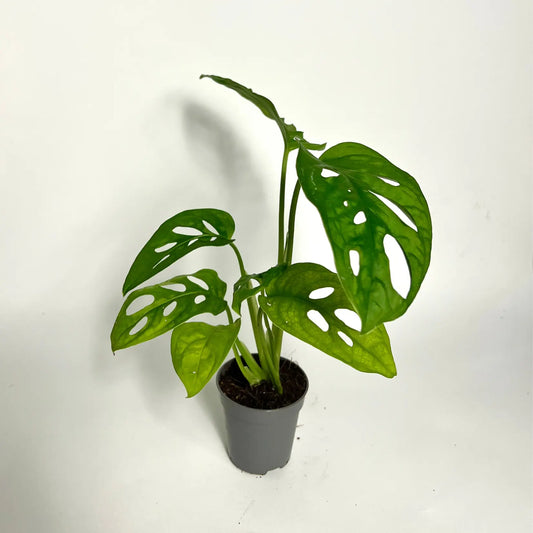 Monstera Adansonii "Monkey Mask" - Baby Havre Vert