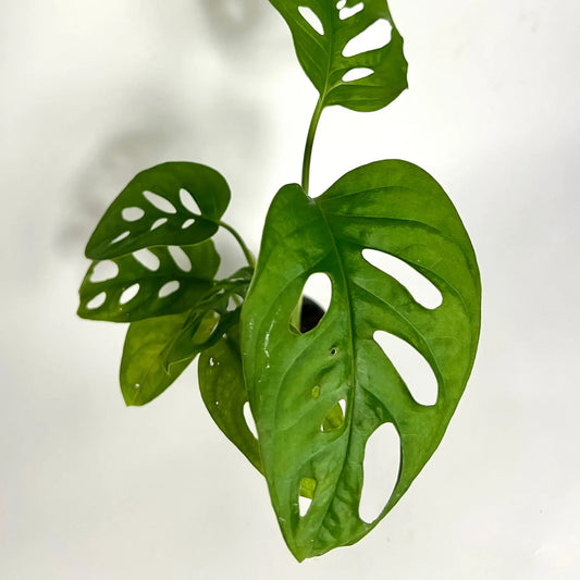 Monstera Adansonii "Monkey Mask" - Baby Havre Vert
