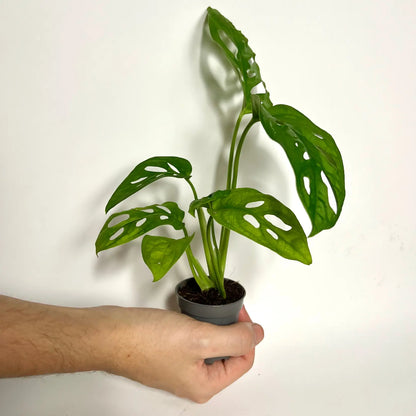 Monstera Adansonii "Monkey Mask" - Baby Havre Vert