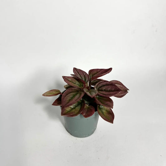 Peperomia Caperata Cayenne - Baby Havre Vert