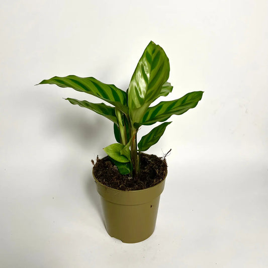 Calathea Freddy Havre Vert