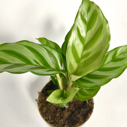 Calathea Freddy Havre Vert