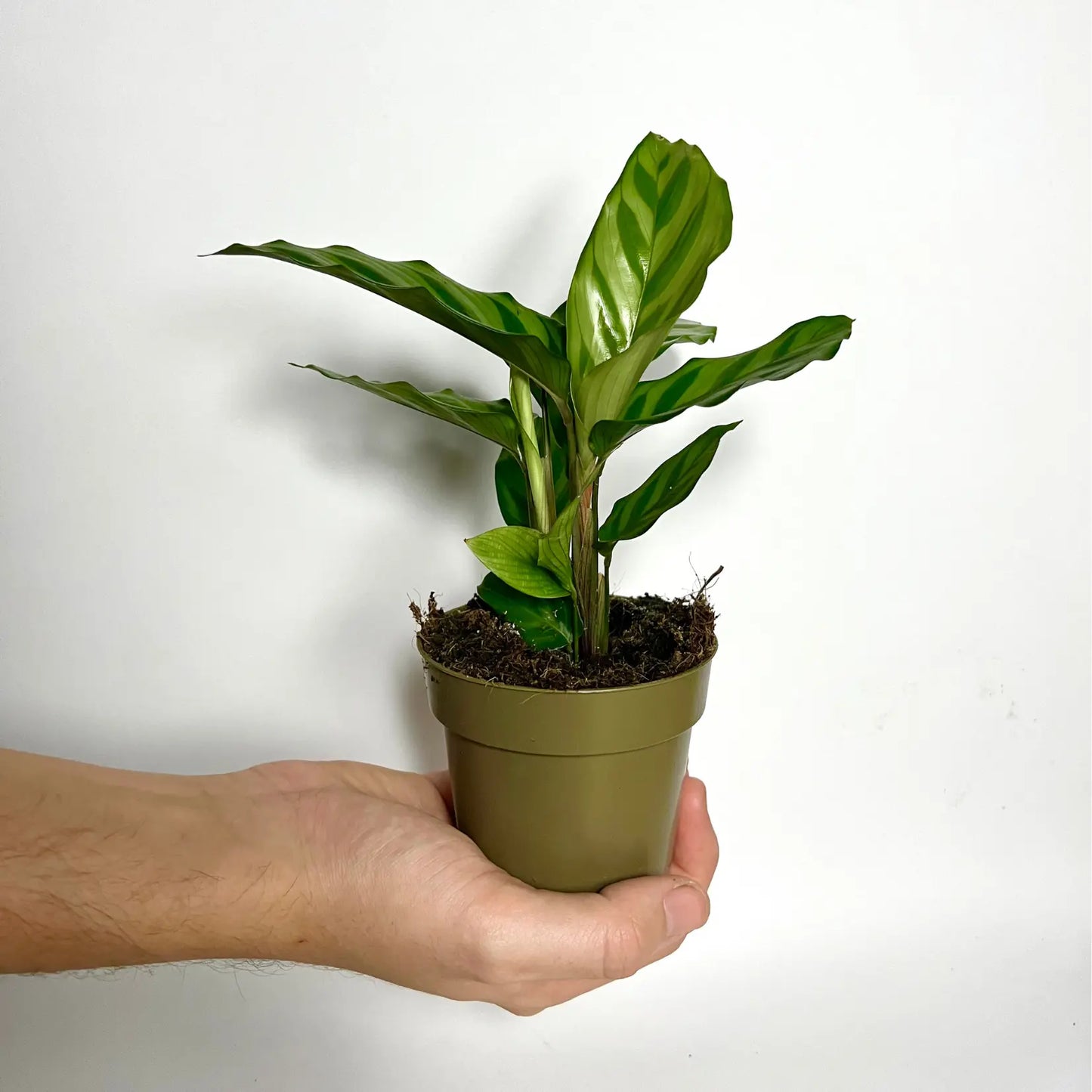 Calathea Freddy Havre Vert