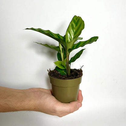 Calathea Freddy Havre Vert