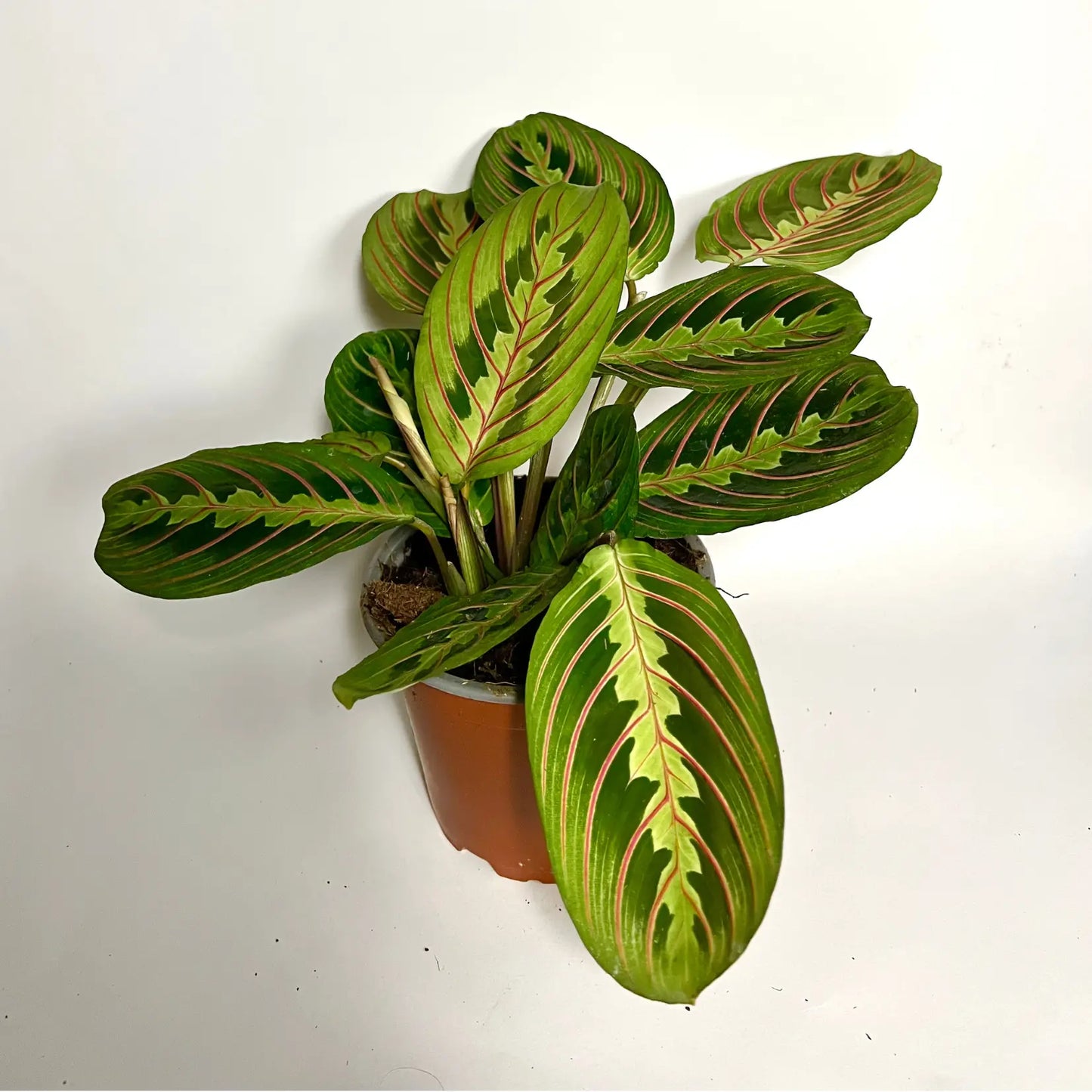 Maranta Leuconeura Fascinator Havre Vert