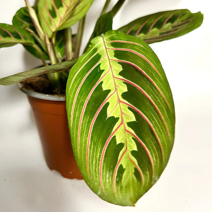 Maranta Leuconeura Fascinator Havre Vert