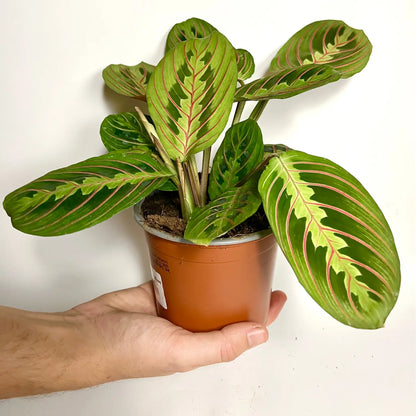 Maranta Leuconeura Fascinator Havre Vert