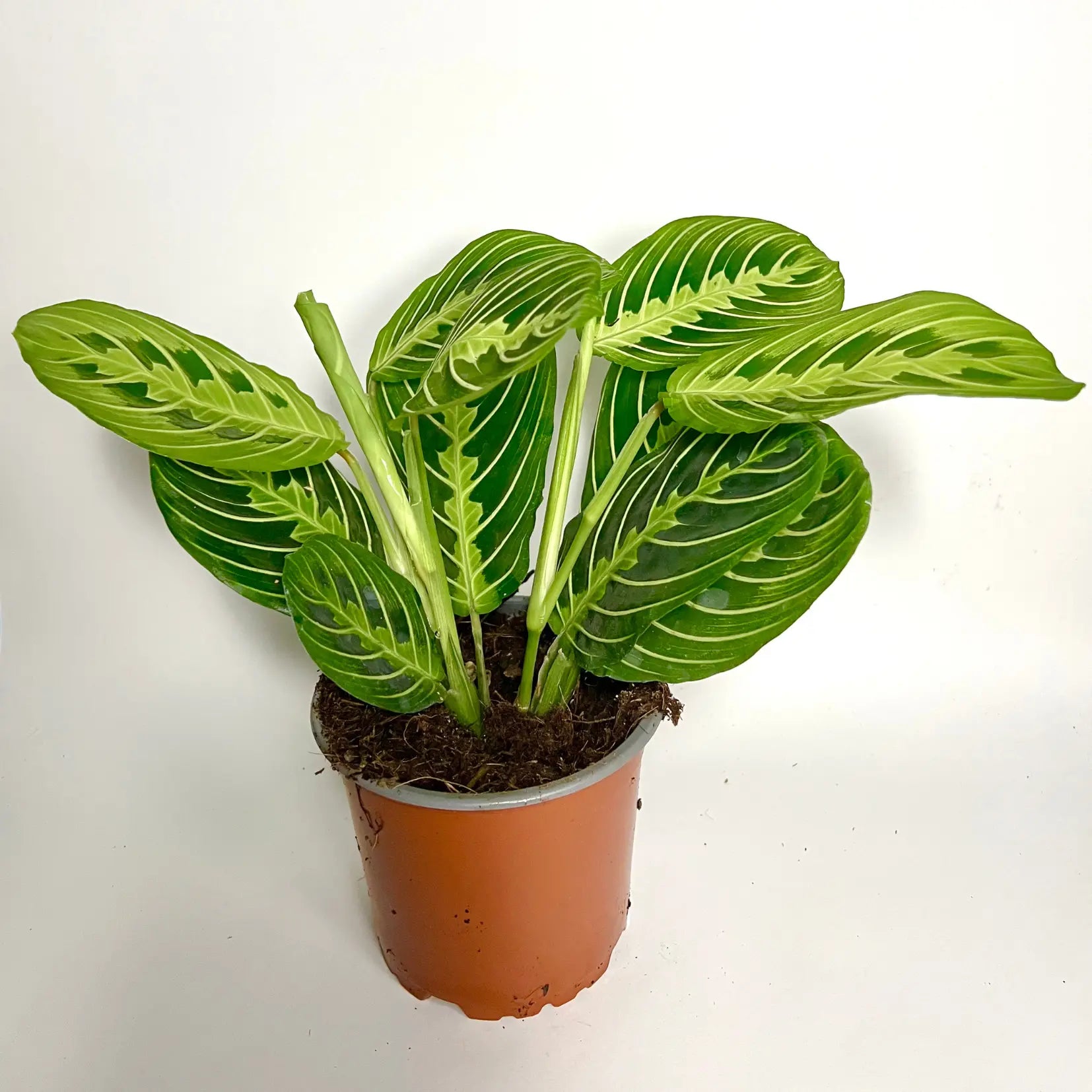 Maranta Leuconeura Lemon Lime Havre Vert