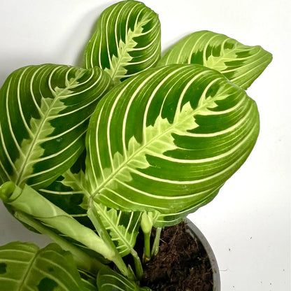 Maranta Leuconeura Lemon Lime Havre Vert