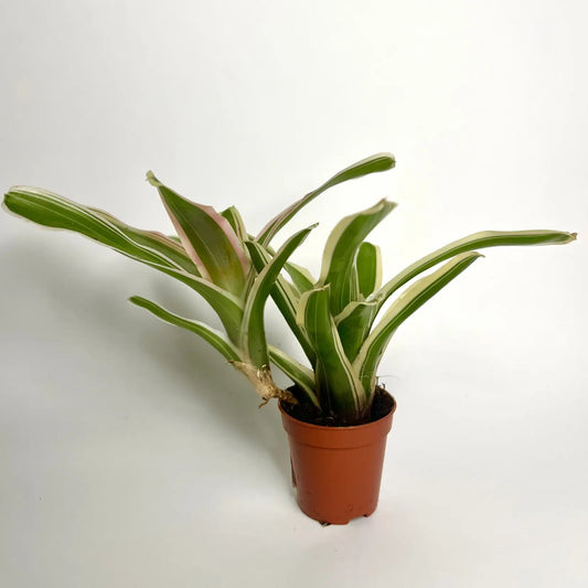 Neoregelia Fire Ball Variegata Havre Vert