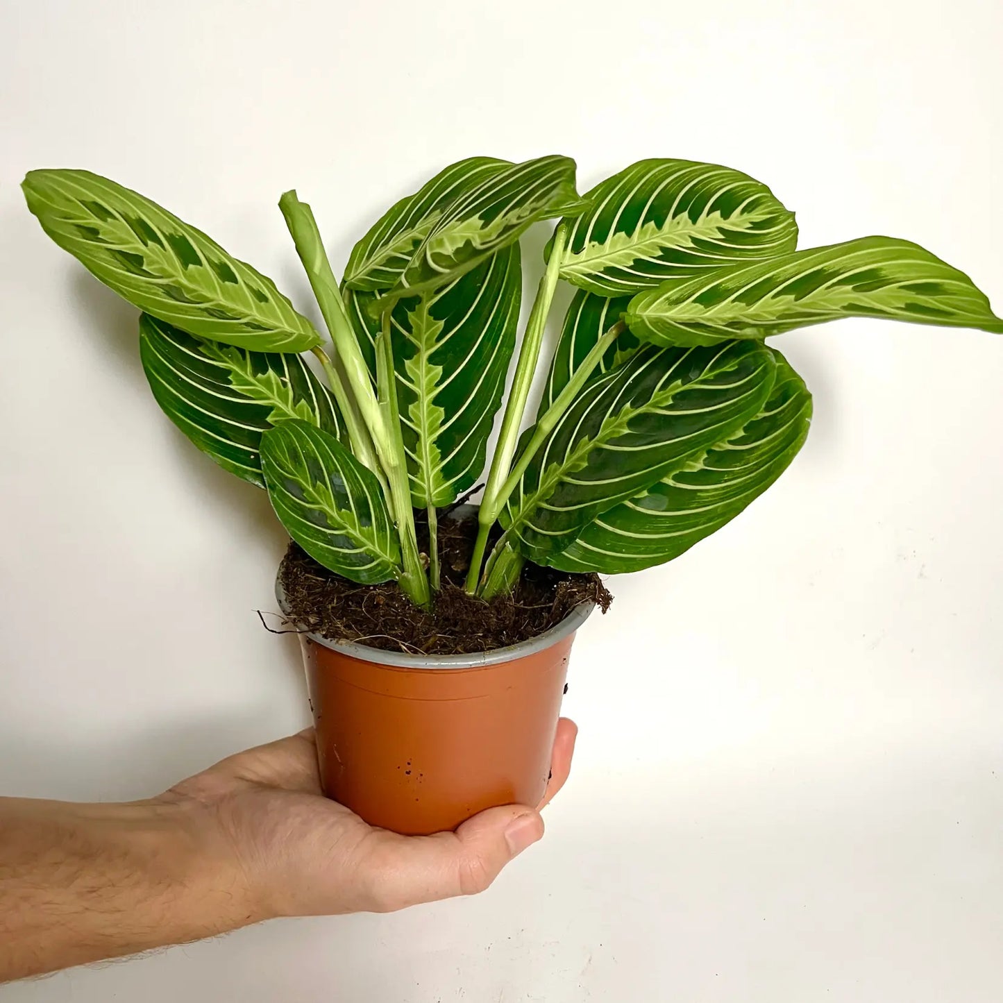 Maranta Leuconeura Lemon Lime Havre Vert