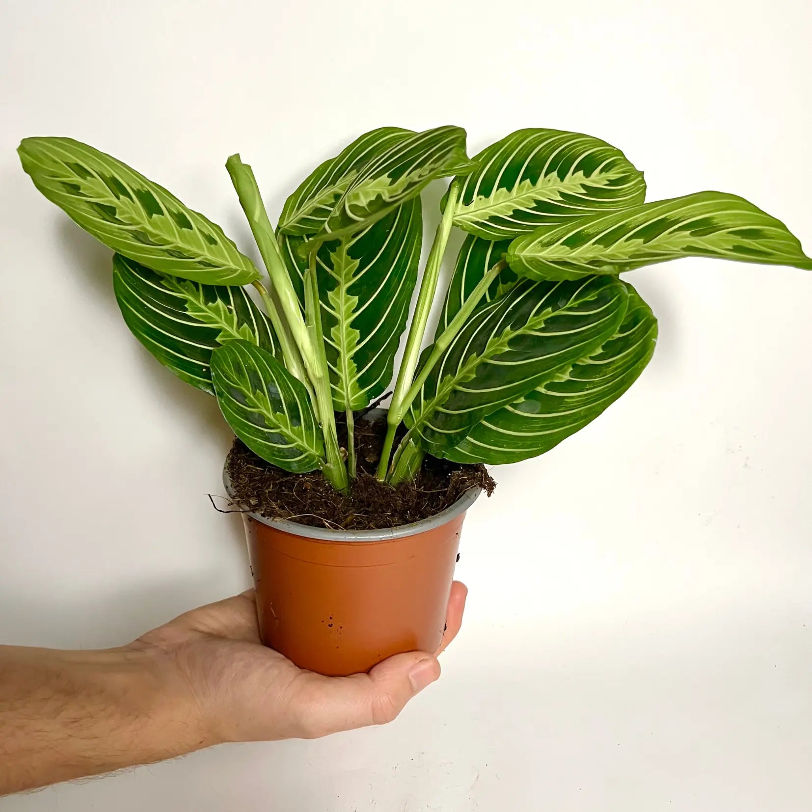 Maranta Leuconeura Lemon Lime Havre Vert