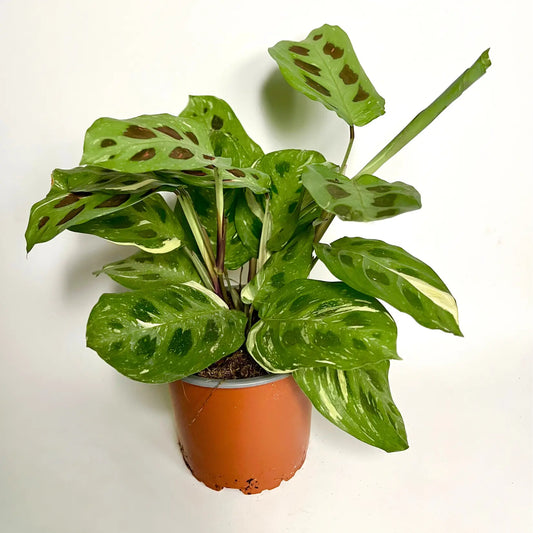 Maranta Leuconeura Kerchoveana Variegata Havre Vert