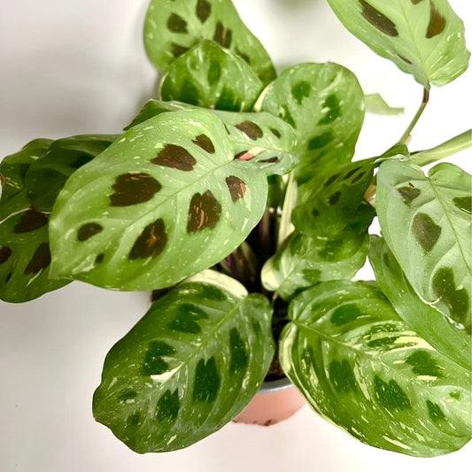 Maranta Leuconeura Kerchoveana Variegata Havre Vert