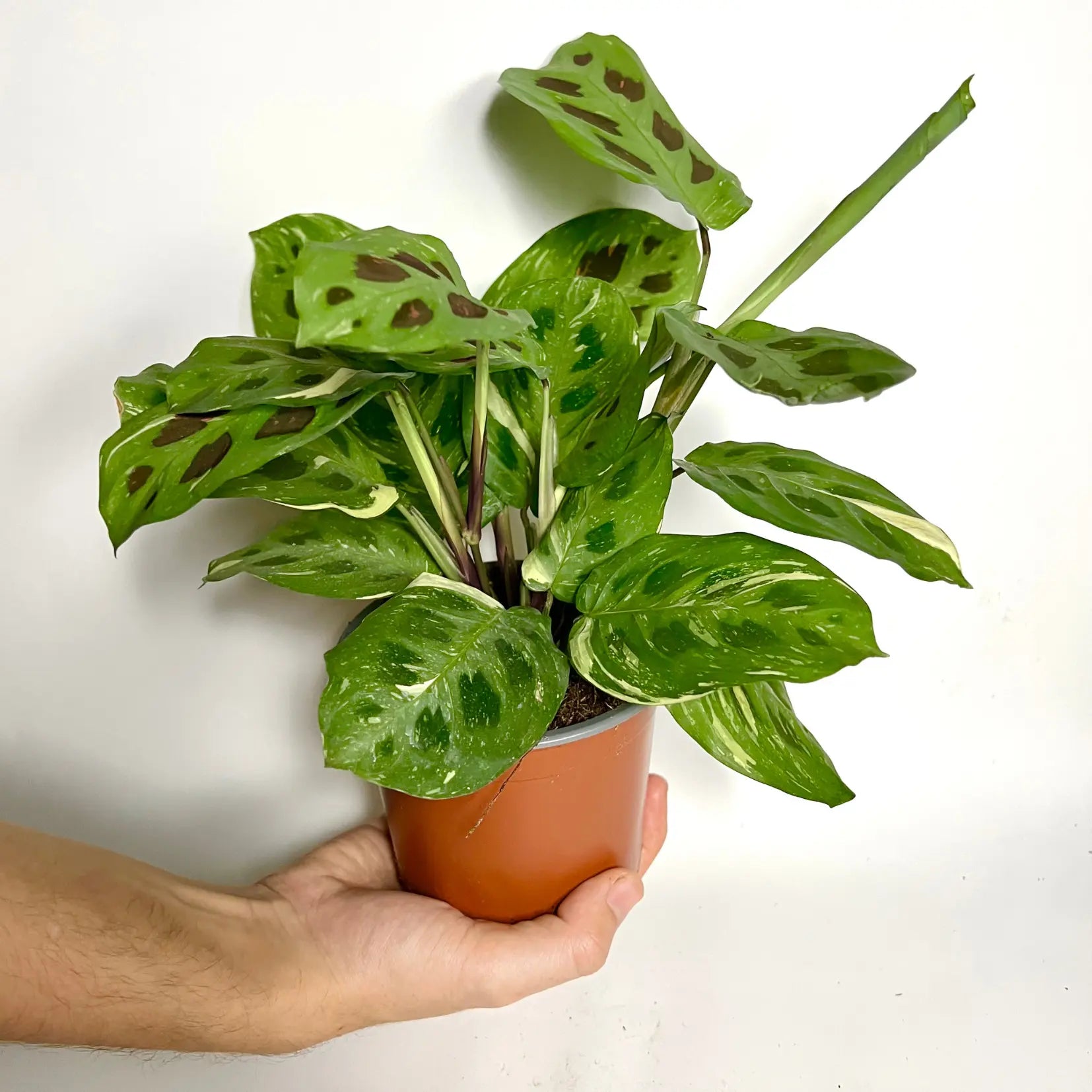 Maranta Leuconeura Kerchoveana Variegata Havre Vert
