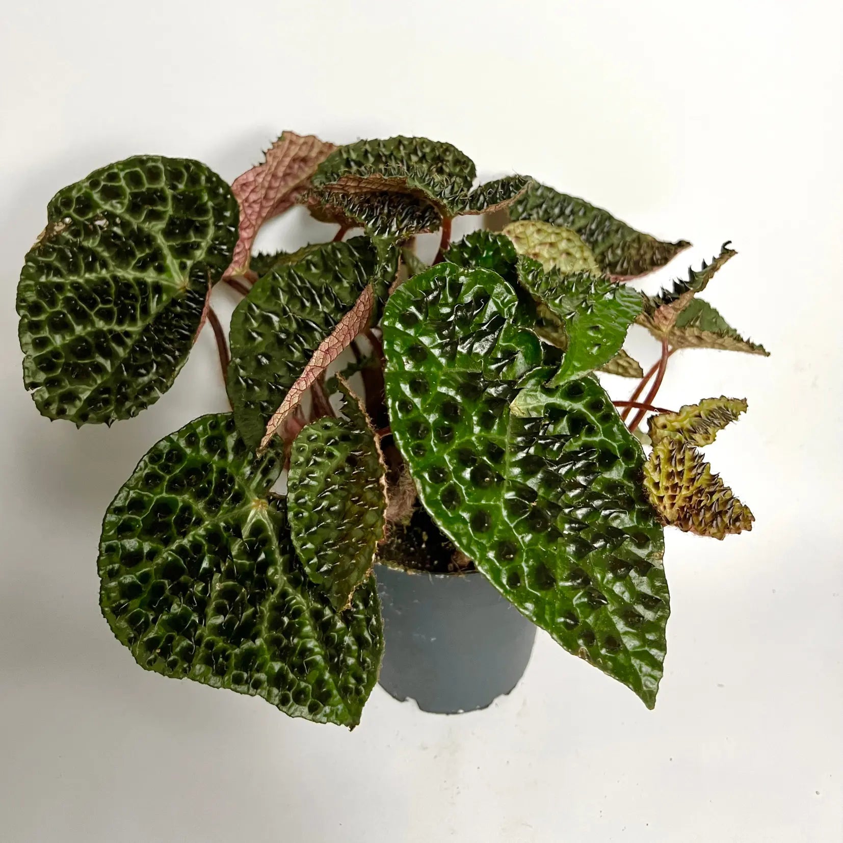 Begonia Rex Ferox Havre Vert
