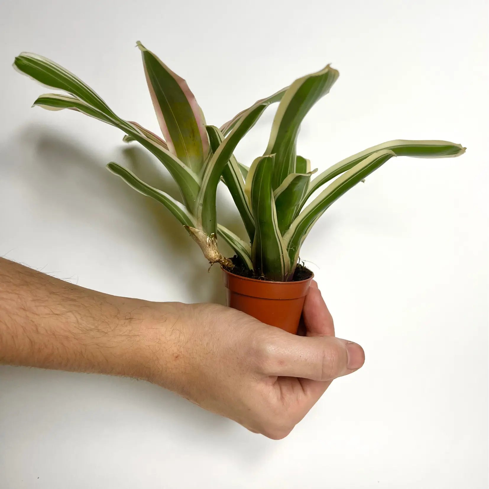 Neoregelia Fire Ball Variegata Havre Vert