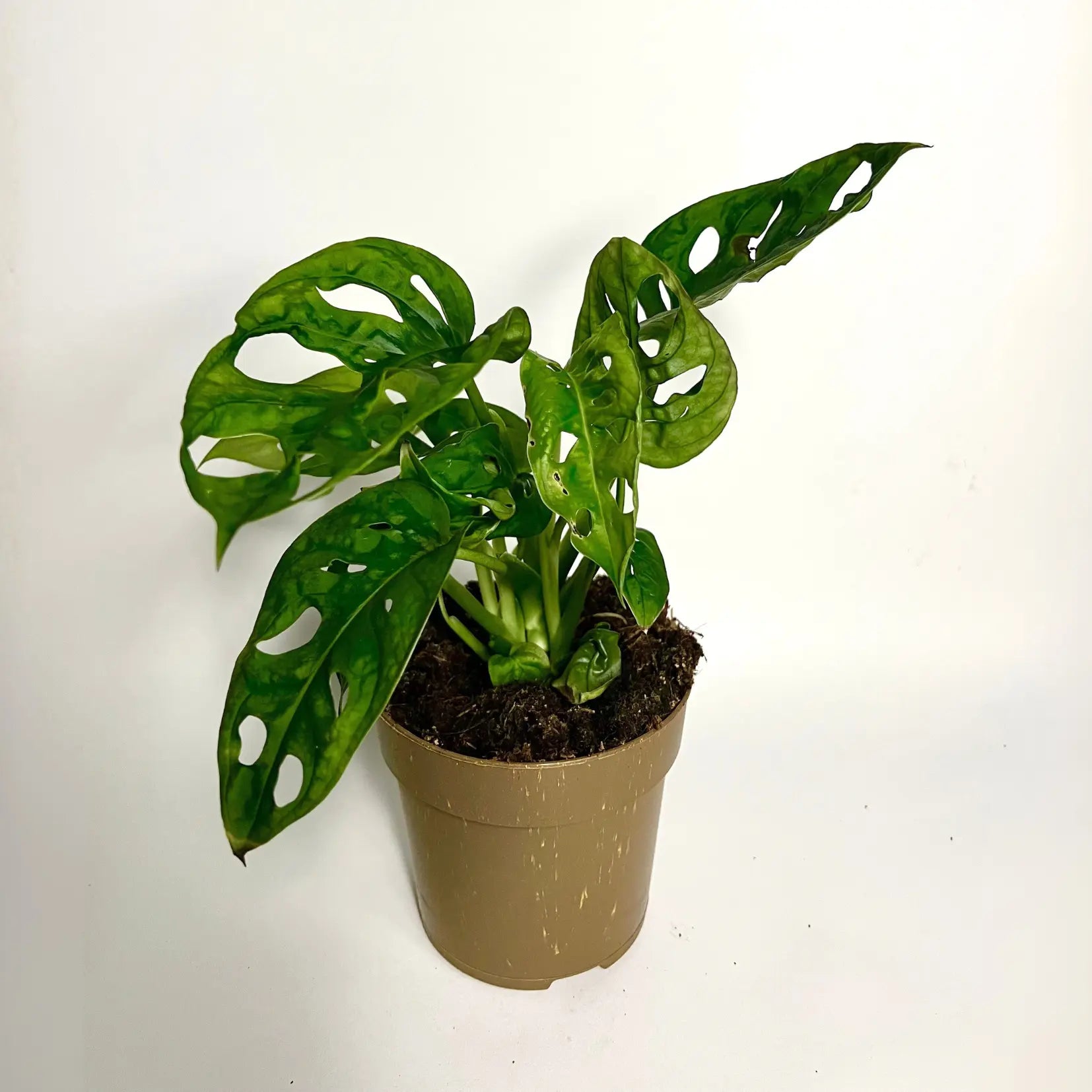 Monstera Adansonii "Monkey Mask" Havre Vert