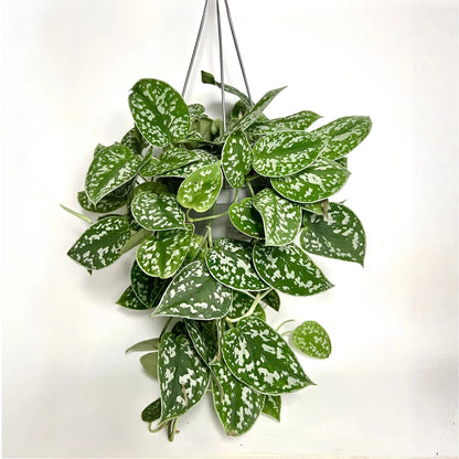 Scindapsus Pictus Argyraeus - Suspension Havre Vert