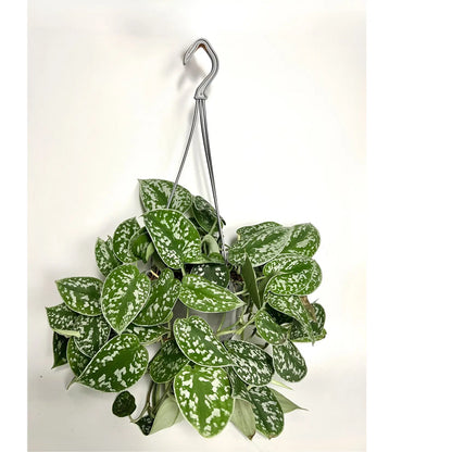 Scindapsus Pictus Argyraeus - Suspension Havre Vert