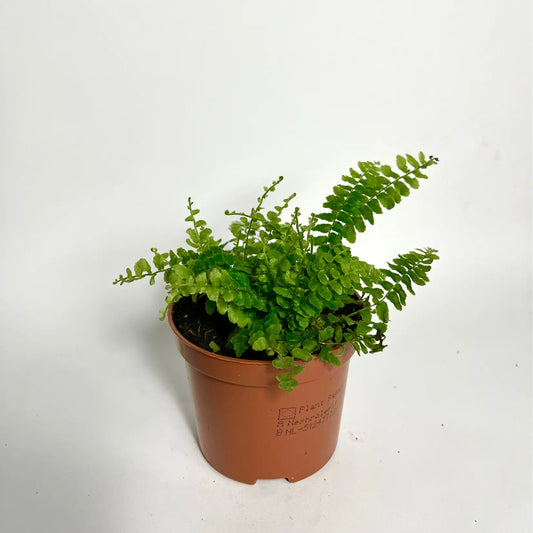 Nephrolepsis Exalta Green Lady Havre Vert