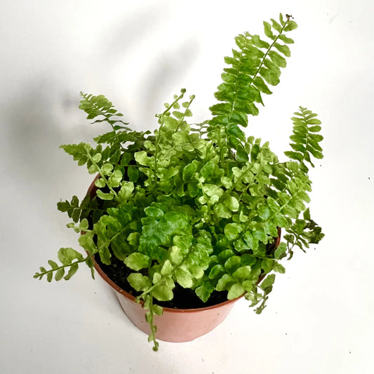 Nephrolepsis Exalta Green Lady Havre Vert