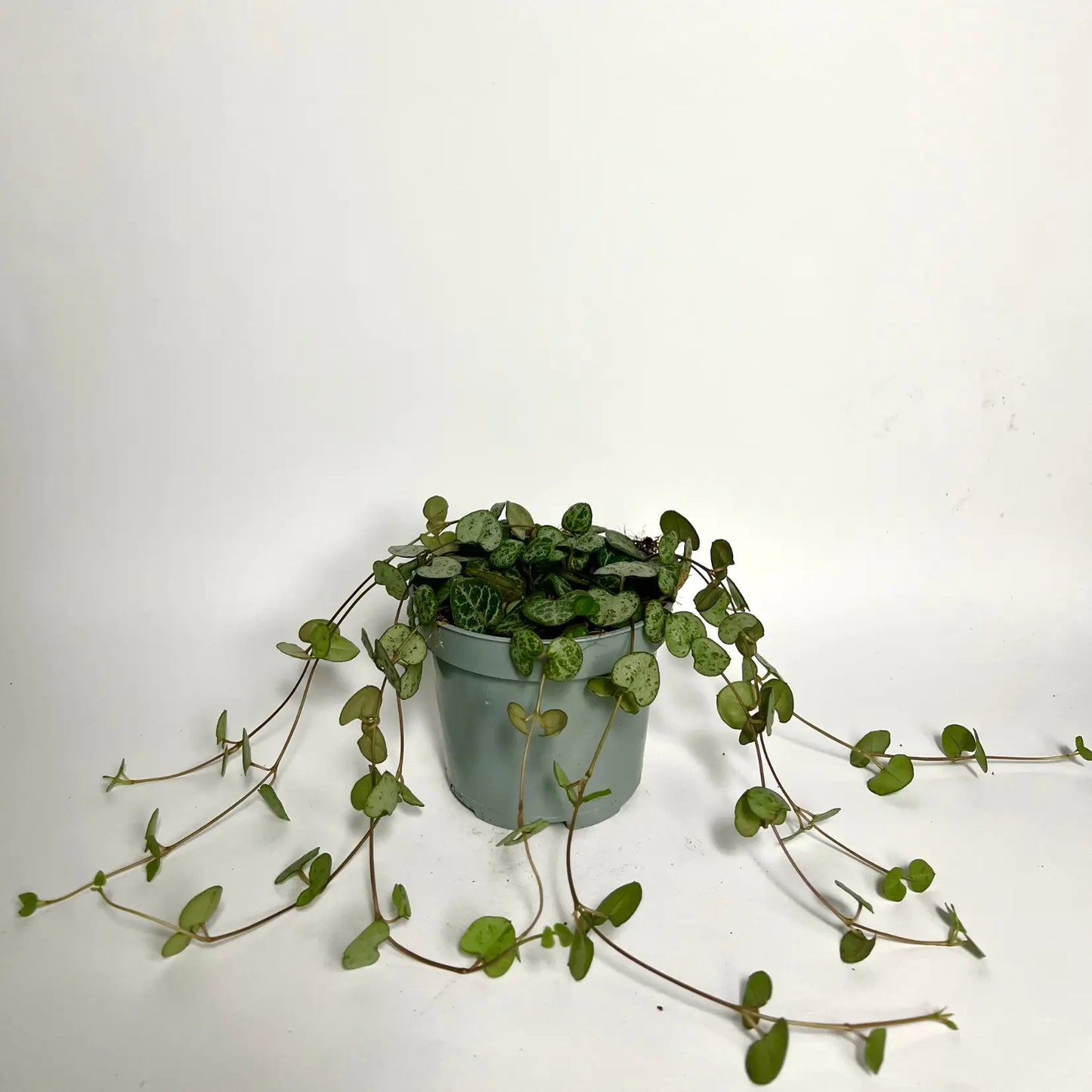 Ceropegia Woodii Havre Vert