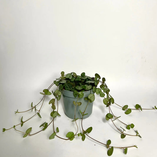 Ceropegia Woodii Havre Vert